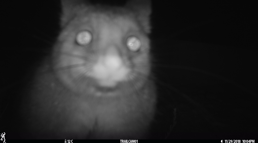 Eyes in the dark- Brush-tailed Possum in pinkerton.JPG